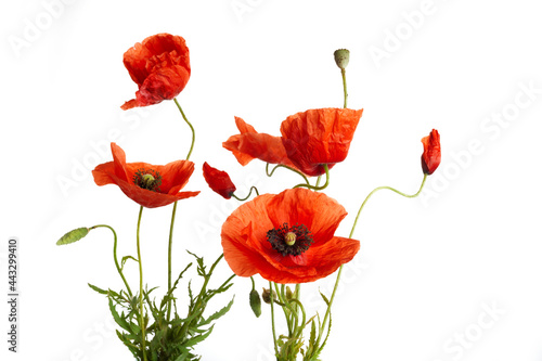 Bright red poppies flowers isolated on white background. photo