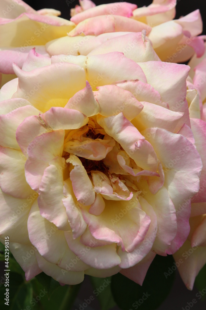 Large yellowish-pink rose flowers blossoming in late spring Large yellowish-pink rose flowers blossoming in late spring