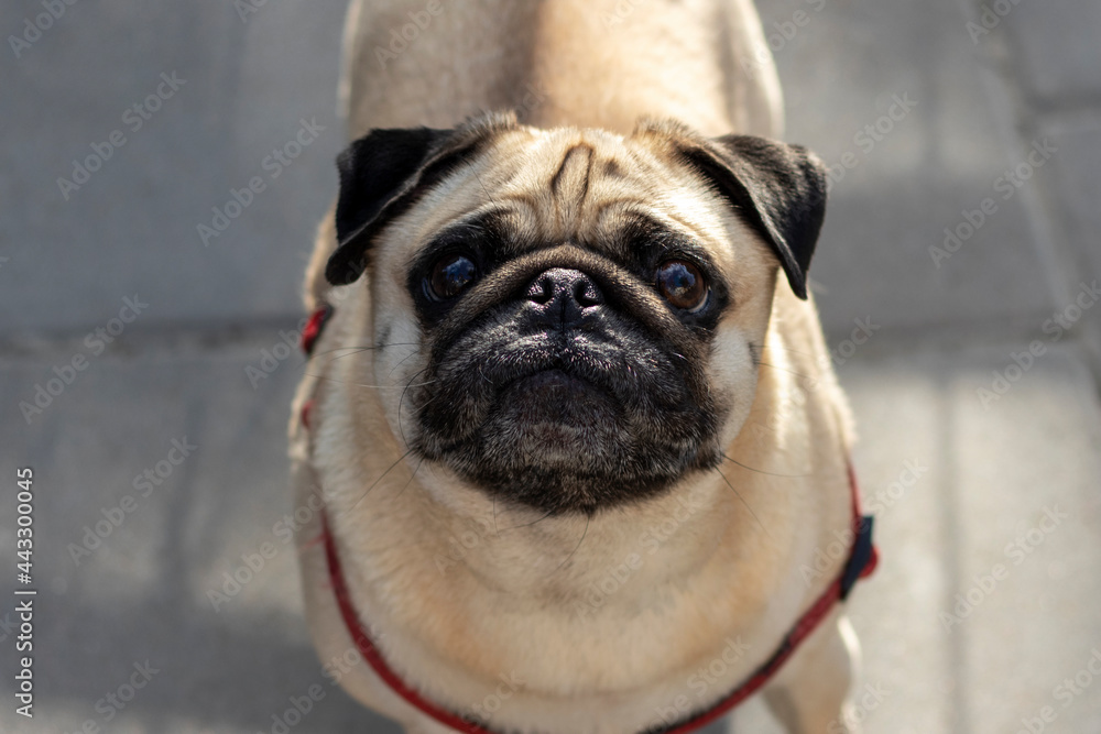 Close up portrait of a pug dog on the sidewalk.