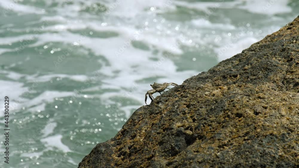 Relaxing view of the sea wave and crab Relaxing view of the sea wave and crab