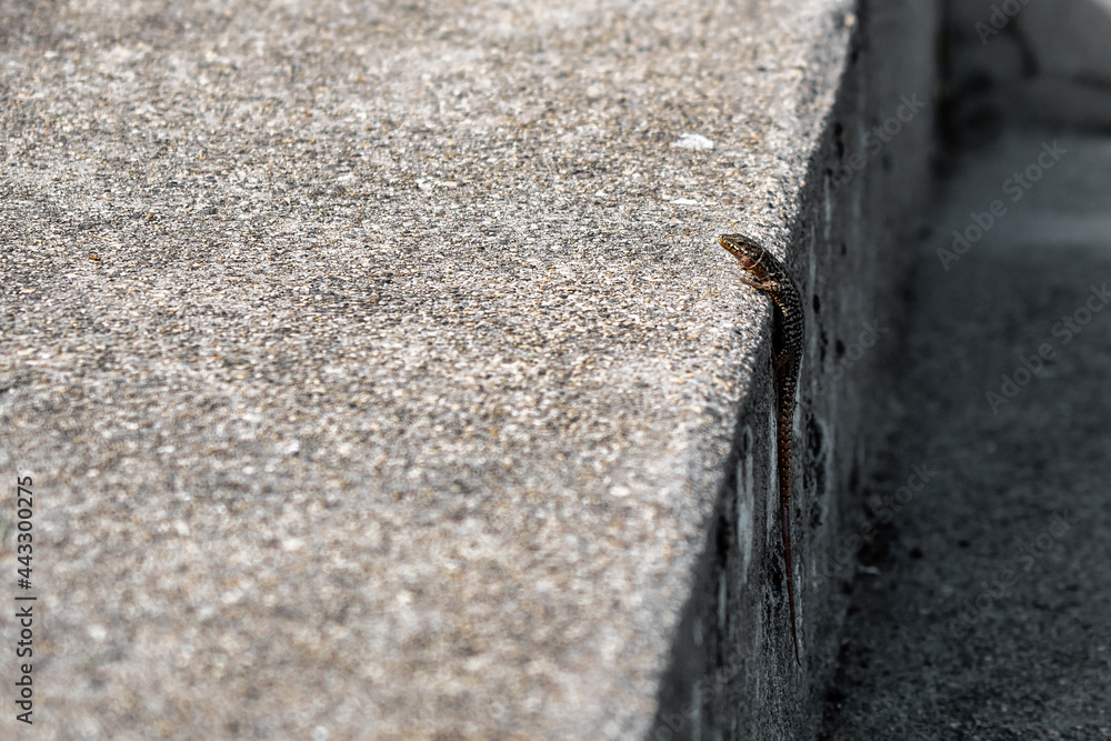 Obraz premium Lézard des murailles