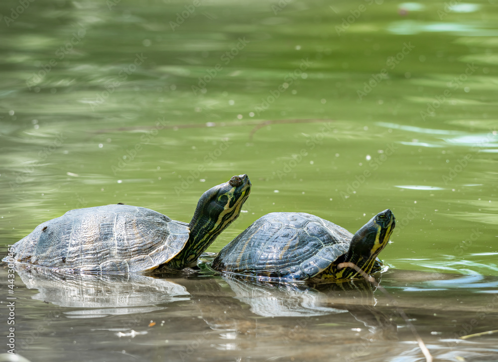 Two European pond turtles (Emys orbicularis) at the surface of the water swimming or mating. Two European pond turtles (Emys orbicularis) at the surface of the water swimming or mating.
