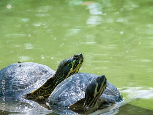 Two European pond turtles (Emys orbicularis) at the surface of the water swimming or mating.