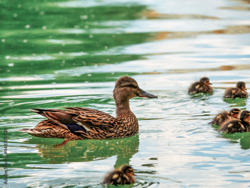Fototapeta premium Mama duck with ducklings swimming on the water of a lake in Bucharest