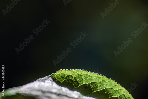 Photography green leaf with water drops, nacka, sverige, sweden, stockholm