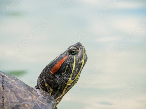 Close up with the head of a The European pond turtle (Emys orbicularis)