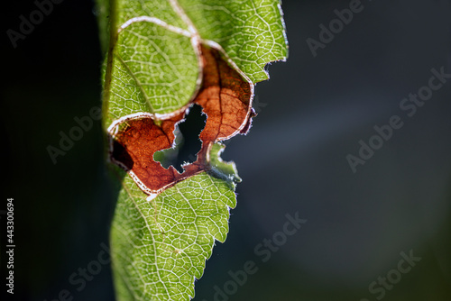 Photography close up of leaf, nacka, sverige, sweden, stockholm