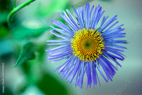 Photography flower on a green background, nacka, sverige, sweden, stockholm