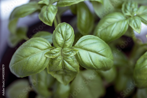 Photography basil leaves in a garden, nacka, sverige, sweden, stockholm