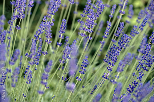 lavender in the garden  nacka  sverige  sweden  stockholm