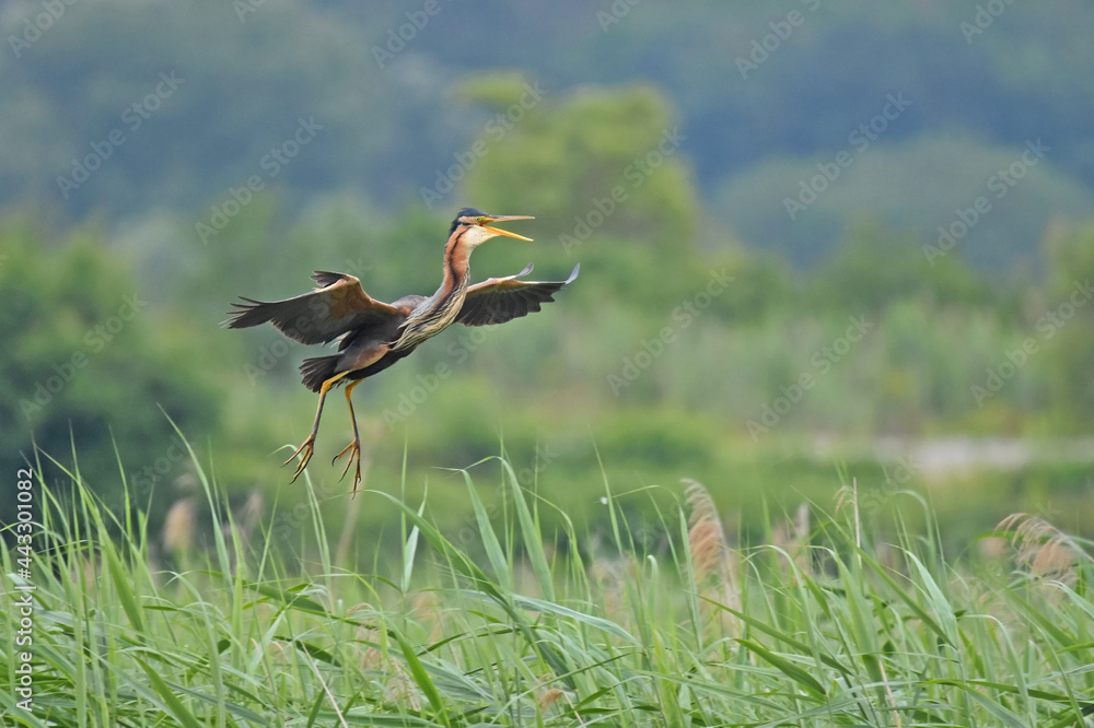 Purpurreiher - Ardea purpurea