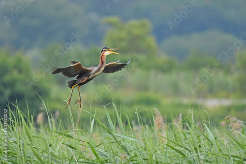 Obraz na płótnie Purpurreiher - Ardea purpurea w salonie