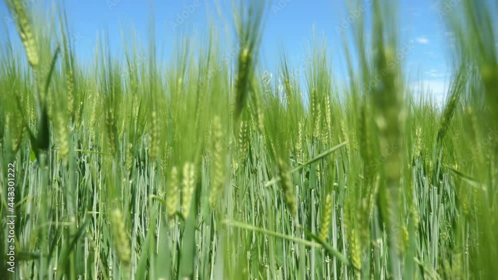 Green wheat area waving under gusts of wind on a sunny day in summer Green wheat area waving under gusts of wind on a sunny day in summer