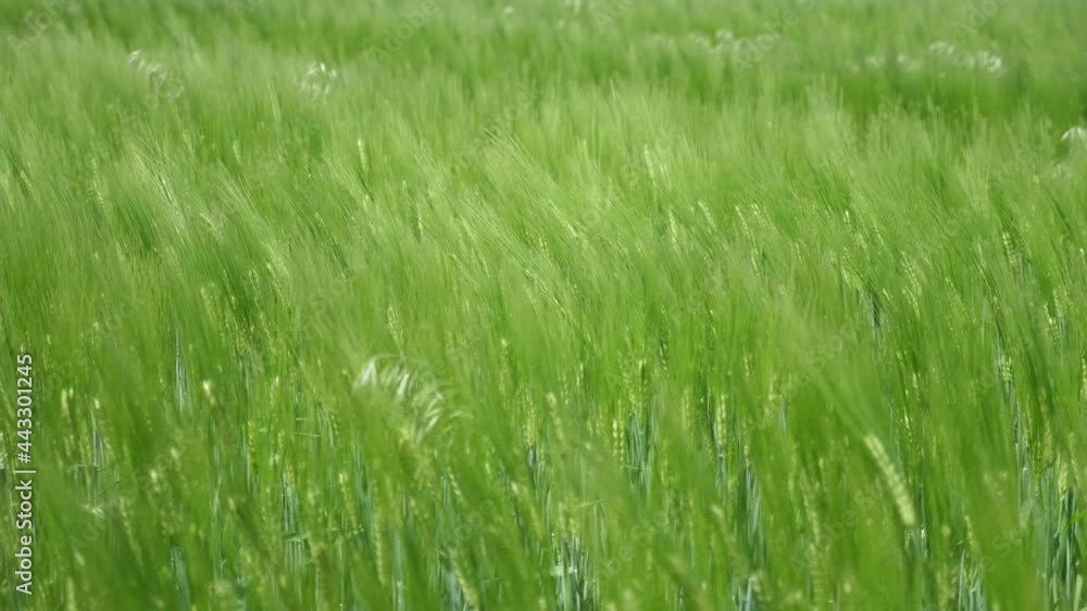 Green wheat field waving under bursts of wind on a sunny day in summer Green wheat field waving under bursts of wind on a sunny day in summer