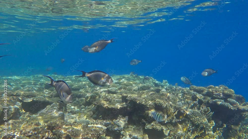 Sсhool of Surgeonfish slowly swims over top a coral reef in the shallow water. Red Sea Sohal Surgeonfish (Acanthurus sohal) Sсhool of Surgeonfish slowly swims over top a coral reef in the shallow water. Red Sea Sohal Surgeonfish (Acanthurus sohal)