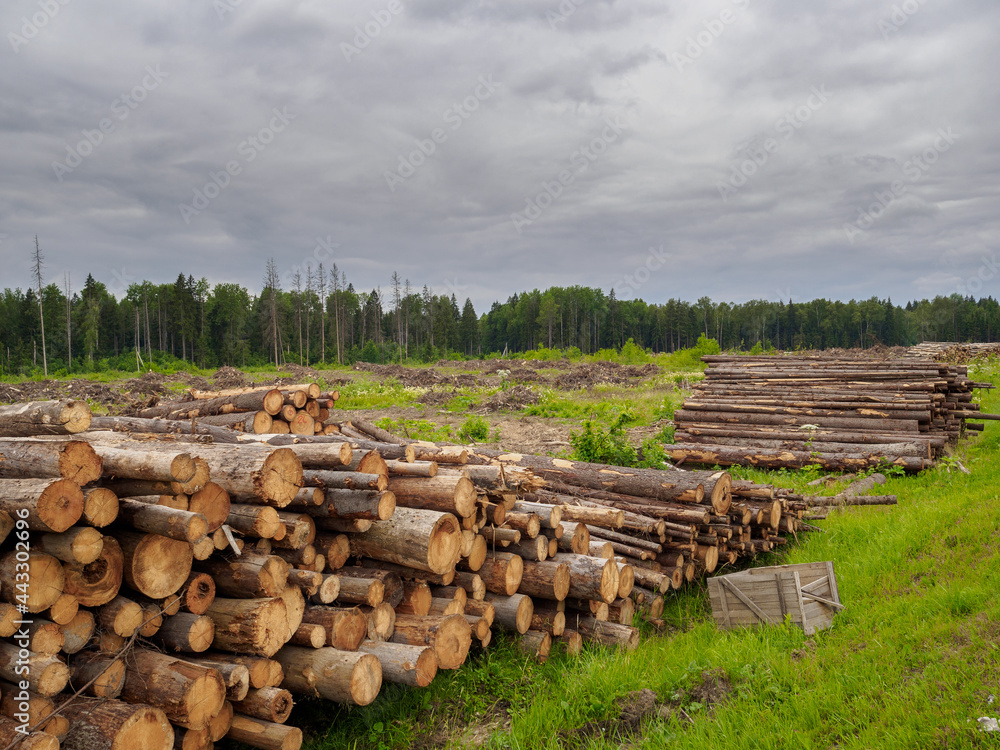 The sawn trunks of pine and birch lie in a large pile in summer in cloudy weather against the background of the forest