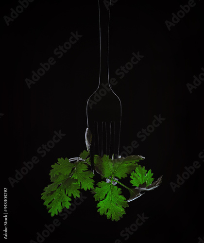 fork leaves cilantro on black background