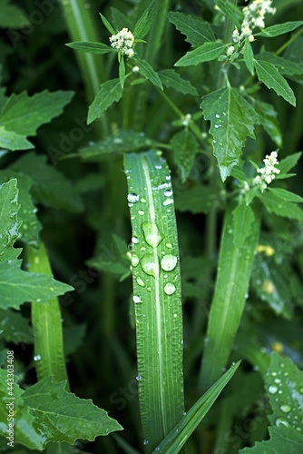 Morning dew on a leaf