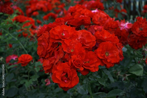 Huge ground cover roses of the fairy
