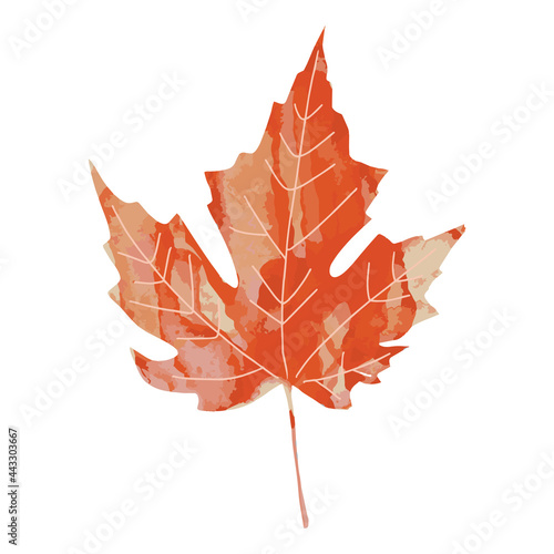 Bright orange red and brown watercolor aquarelle artistic maple leaf vector illustration isolated on white background. Design element for autumn design. Fall graphic clip art.