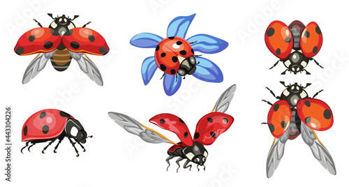 Set Ladybugs, Cute Ladybirds Isolated on White Background, Funny Red Insects With Black Dots and Outspread Wings