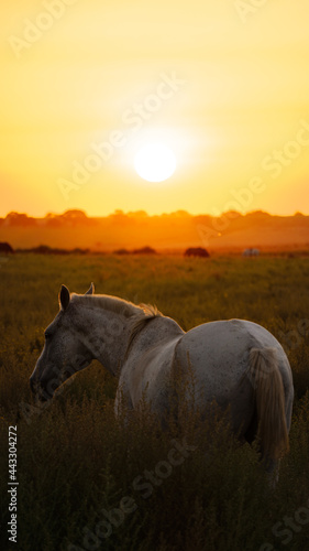 horse at sunset