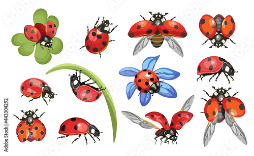 Set of Ladybugs or Ladybirds Insects on Green Leaves and Flying. Cute Beetle Isolated on White Background