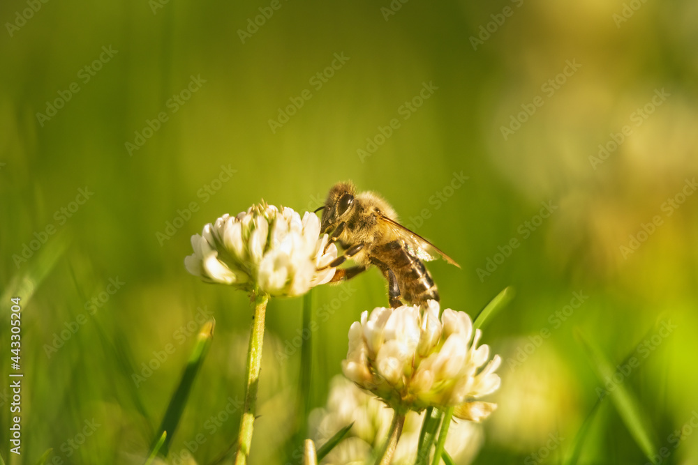 Bee collecting nectar from a flower of cloverin. Insect background Bee collecting nectar from a flower of cloverin. Insect background
