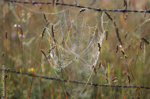 Spider web woven between flowers