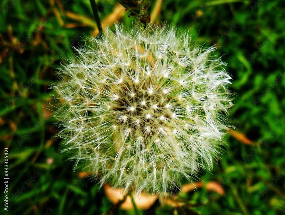 Beautiful wild and lonely flower in the field. Summer photo Beautiful wild and lonely flower in the field. Summer photo