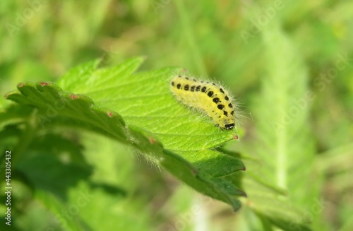 Yellow zygaena caterpillar on green leaf in the garden, closeup