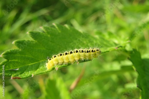 Yellow caterpillar on a leaf on natural green background © natalya2015