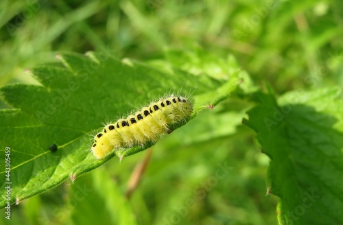 Yellow six-spot burnet caterpillar on a leaf, closeup photo