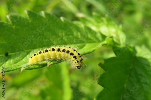 Yellow zygaena caterpillar on green leaves background in the garden, closeup © natalya2015