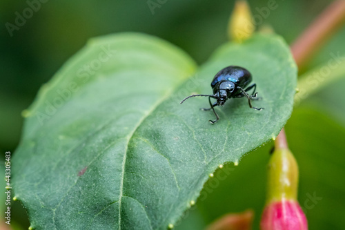 Close of beetle with irridescent blue shell om green leaf