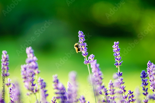 Pszczola na lawendzie bee lavender