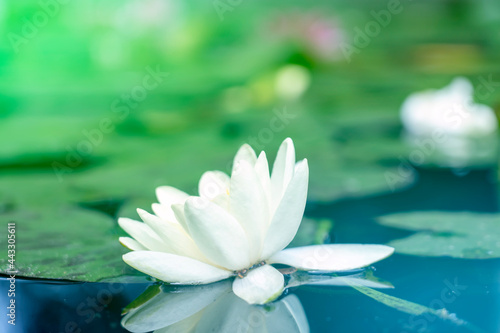 Beautiful white lotus flower or water lily reflection in pond