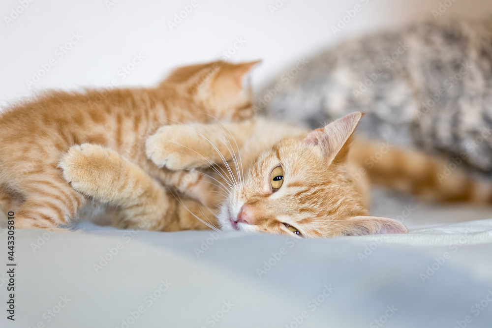 Katzenmutter mit Baby Katzenmutter mit Baby