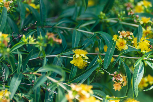 Shrubby St. John's Wort. Hypericum prolificum. photo