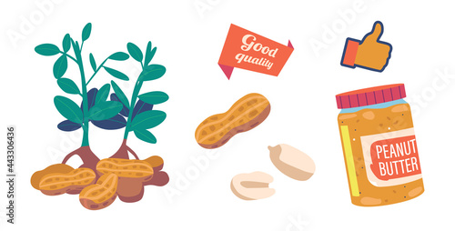 Peanut Butter in Glass Jar and Plant. Snack, Peeled and Unpeeled Nuts, Cereal Protein Breakfast Design, Energy Food