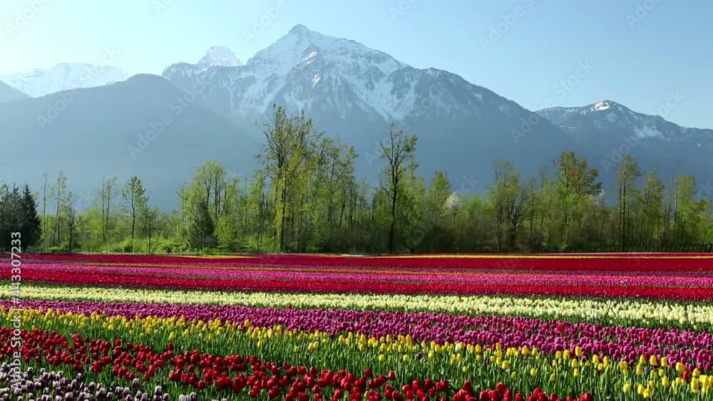 Cultivated Tulip Field Fraser Valley British Columbia Cultivated Tulip Field Fraser Valley British Columbia