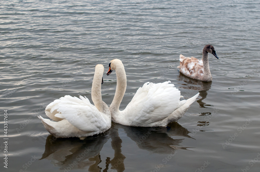 Two white swans couple in love. Swans in water Two white swans couple in love. Swans in water