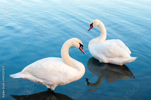Fototapeta Naklejka Na Ścianę i Meble -  white swans group on the lake swim well under the bright sun