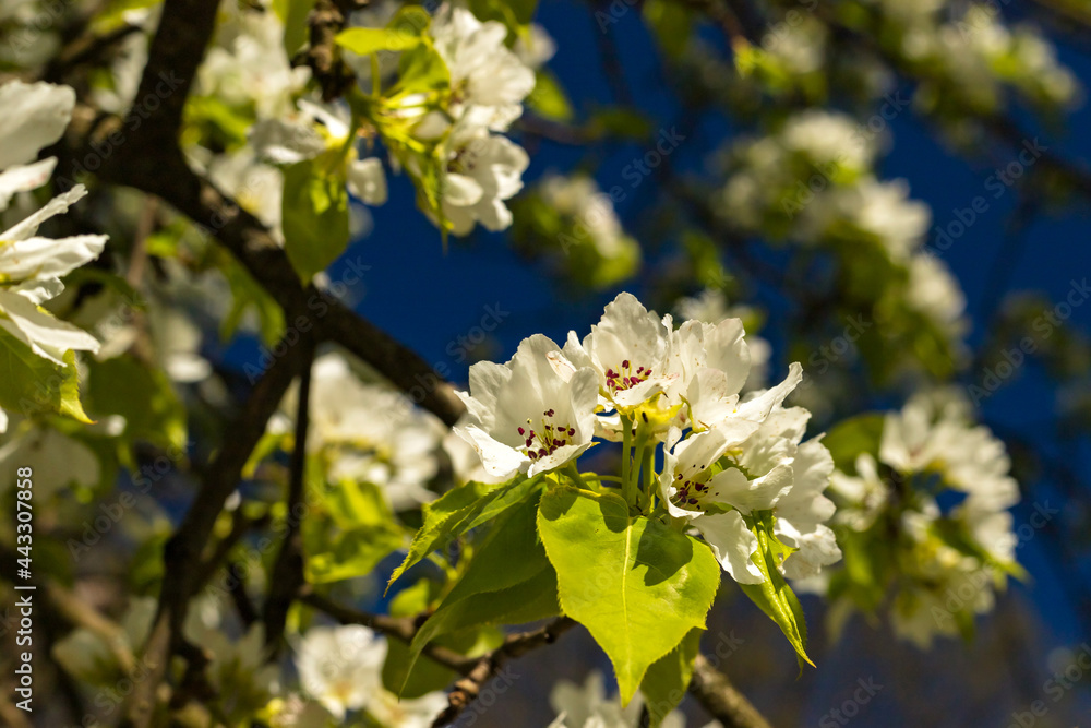 Blooming apple tree branch with pink and white flowers on natural dark blue sky blurred background. Spring time card. Copy space Blooming apple tree branch with pink and white flowers on natural dark blue sky blurred background. Spring time card. Copy space