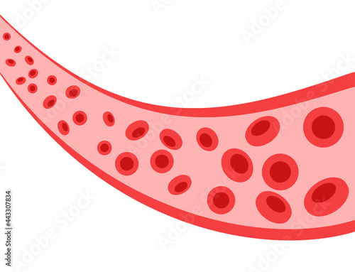 erythrocytes in blood vessel