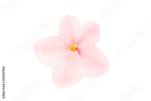 Beautiful pink and coral flower african violet isolated on white macro photo.