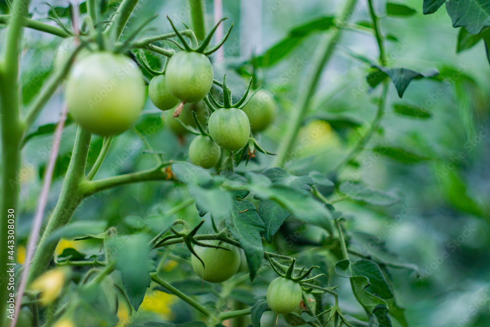 Ripening green tomatoes on branches in the garden