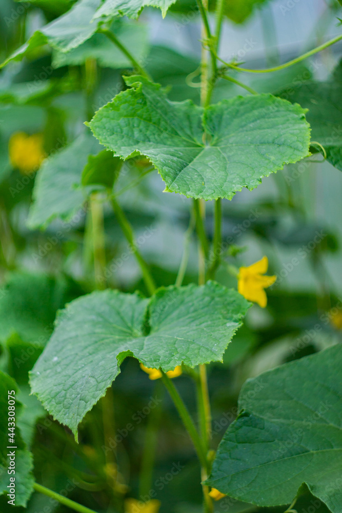 The yellow flower of a blooming cucumber The yellow flower of a blooming cucumber