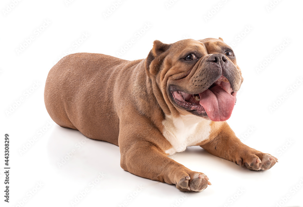 Portrait of an american bully dog lying