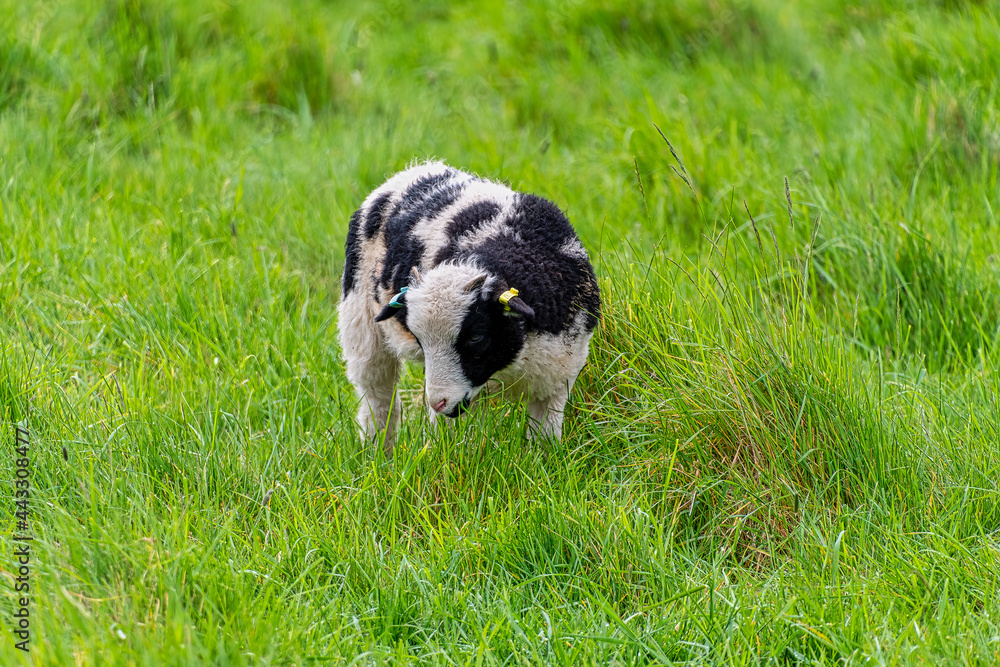 Closeup of domestic Jacob sheep Closeup of domestic Jacob sheep